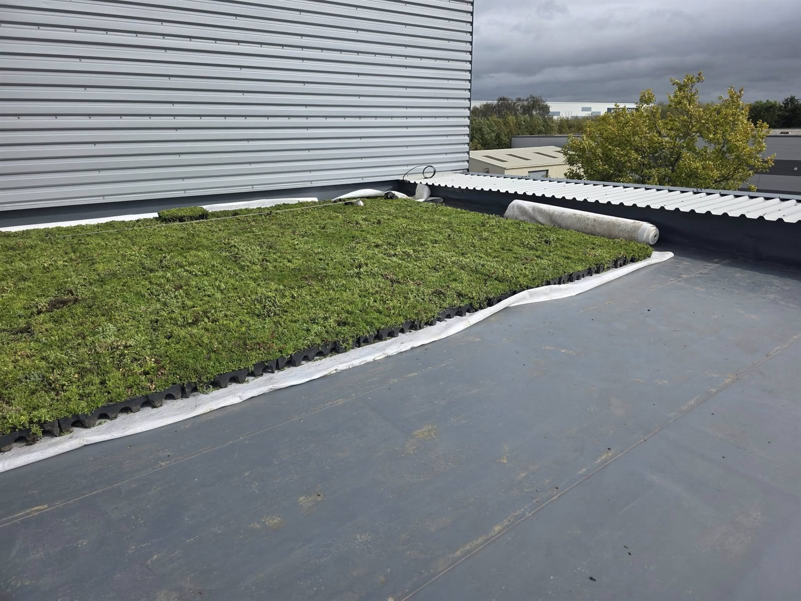 Sedum green living roof in Milton Keynes